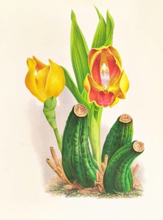Orchid, Anguloa Ruckeri var media, authentic reproduction of an illustration by Jean Jules Linden