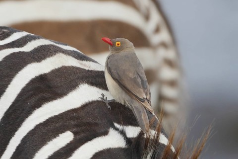 Red-billed Oxpecker (Buphagus erythrorynchus), Lake Nakuru, Kenya