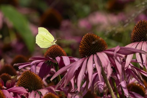 Brimstone butterfly (Gonepteryx rhamni) adult male insect feeding on a garden Coneflower (Echinacea