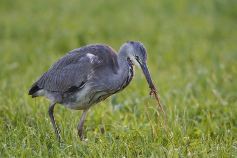 Grey Heron (Ardea cinerea) juvenile eats worm, North Rhine-Westphalia, Germany