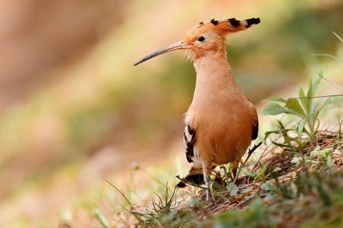 Hoopoe (Upupa epops), Algarve, Portugal