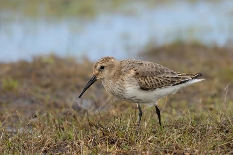 Dunlin (Calidris alpina) foraging, Smaland, Sweden