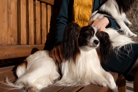 An owner enjoys a sunny day on the bench with two purebred Papillon dogs. The dogs' long ears and