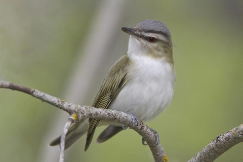 Red-eyed Vireo (Vireo olivaceus), Manitoba, Canada