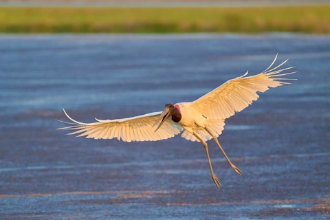 A large bird in flight over a lake under a colourful evening sky, Jabiru (Jabiru mycteria),