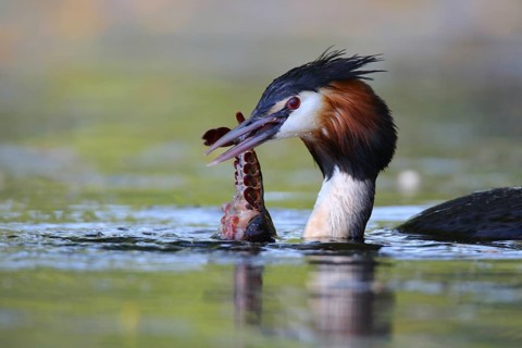 Great Crested Grebe (Podiceps cristatus) feeding on a crawfish, North Rhine-Westphalia, Germany