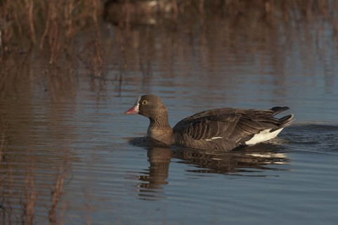 Lesser White-fronted Goose (Anser erythropus), Schleswig-Holstein, Germany