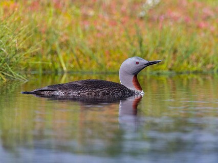 Red-throated Loon (Gavia stellata), Sweden