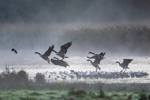 Canada Goose, Branta Canadensis, birds in flight over marshes