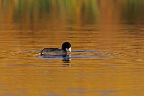 Hawaiian Coot, Fulica alai, USA, Hawaii, Hawaii Island, Endangered species