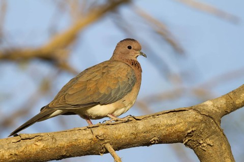 Laughing Dove (Spilopelia senegalensis), Oman