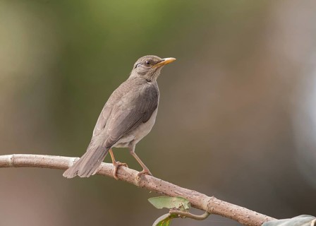 African Thrush (Turdus pelios), Gambia