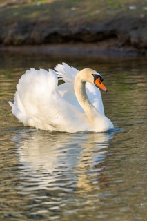 Elegant swan swimming on a calm lake, wings majestically spread, Nagold, Black Forest, Germany