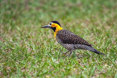 Field woodpecker (Colaptes campestris), South America, Brazil, Pantanal