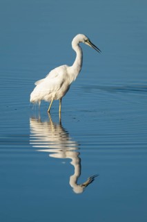 Great White Egret (Ardea alba) foraging in the shallow water zone of a lake, blue water, Lower