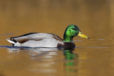 Mallard (Anas platyrhynchos) male, British Columbia, Canada