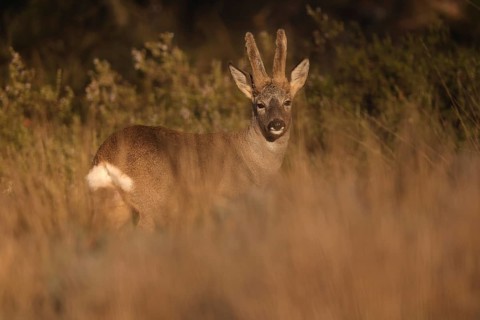 A majestic roe deer stands gracefully amidst tall, golden grass. Sunlight softly illuminates its