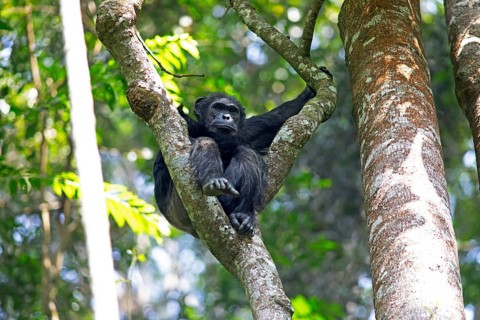 Common chimpanzee (Pan troglodytes) on a tree in the mountain rainforest, Nyungwe National Park,