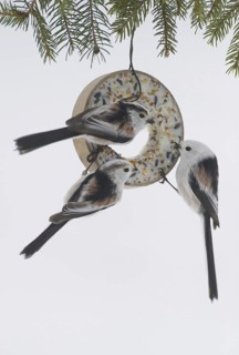 Long-tailed Tit (Aegithalos caudatus), Saxony, Germany