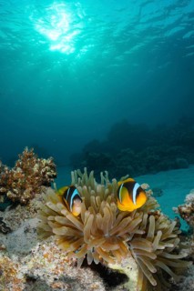 Pair of red sea clownfish (Amphiprion bicinctus) and bubble-tip anemone (Entacmaea quadricolor), in