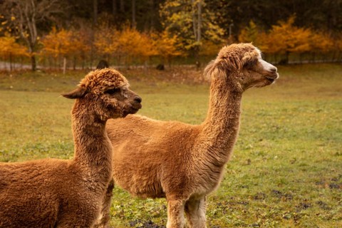 Two alpacas, showcasing fluffy brown coats, peacefully graze in a lush meadow framed by golden