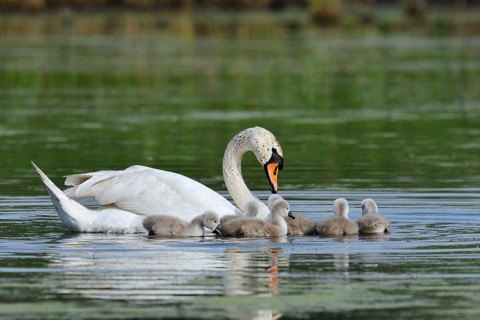 Mute swan (Cygnus olor) with chicks on a lake, North Rhine-Westphalia, Germany