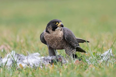 Peregrine Falcon (Falco peregrinus) captive, with prey, Saxony, Germany