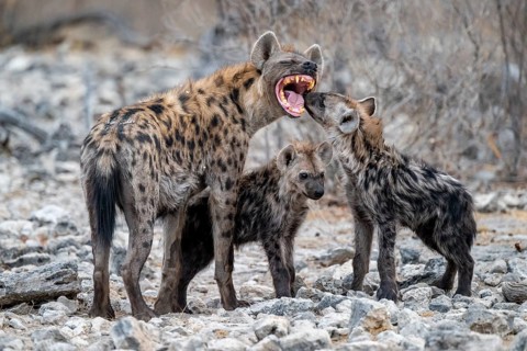 Spotted hyena or spotted hyena (Crocuta crocuta) with two young animals, Etosha National Park,
