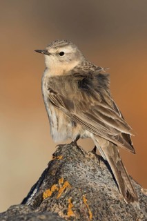 Water Pipit - Bergpieper - Anthus spinoletta ssp. blakistoni, Kyrgyzstan, adult