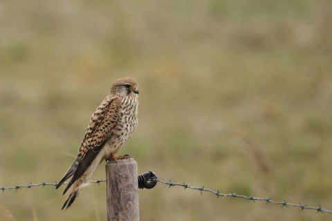 Common Kestrel (Falco tinnunculus), Lower Saxony, Germany