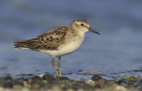 Least Sandpiper (Calidris minutilla), British Columbia, Canada