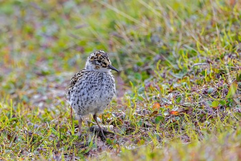 Purple sandpiper (Calidris maritima) chick, young on the tundra in summer, Svalbard, Spitsbergen,