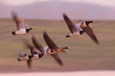 Barnacle Goose & Greater White-fronted Goose (Branta leucopsis & Anser albifrons), North