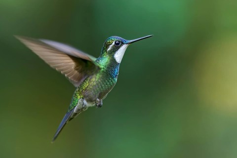 White-throated Mountain-Gem (Lampornis castaneoventris) flying while feeding at a flower in Panama
