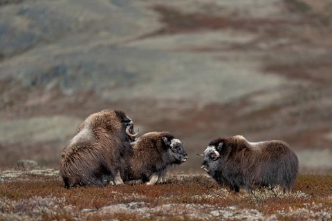 Again and again, the musk ox calves (Ovibos moschatus) challenge young conspecifics to fight, play,