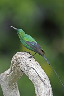 Malachite Sunbird (Nectarinia famosa) male, Western Cape, South Africa