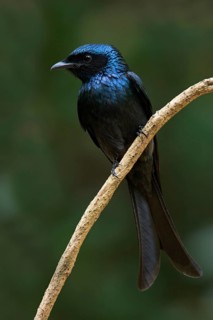 Bronzed Drongo (Dicrurus aeneus), Kaeng Krachan, Thailand