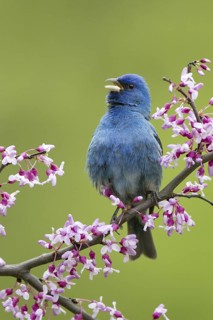 Indigo Bunting (Passerina cyanea) male, Ohio, USA