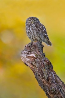 Little Owl (Athene noctua), on dead apple tree branch in evening light, Biosphere Reserve, Swabian