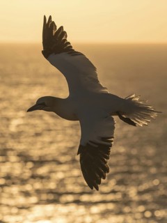 Northern Gannet (Morus bassanus) flying, Schleswig-Holstein, Germany