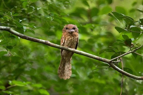 Gould's Frogmouth (Batrachostomus stellatus) perched on a branch, Pahang, Malaysia