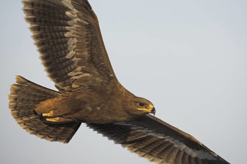 Steppe Eagle (Aquila nipalensis), Oman
