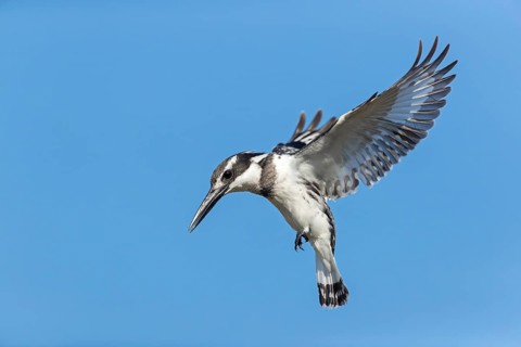 Grey kingfisher, (Ceryle rudis), Alcyon pie, family of kingfishers, animals, birds, flight photo,