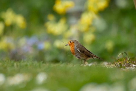 European robin (Erithacus rubecula) adult garden bird with nesting material in its beak in spring,