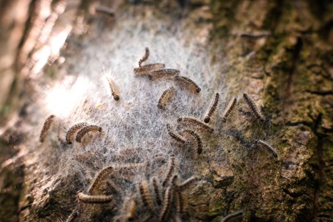 Nest of oak processionary spiders on an oak tree in Düsseldorf, Germany