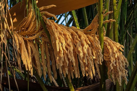 Close up of male oil palm inflorescence releasing pollen during flowering stage in tropical