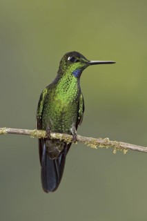 Green-crowned Brilliant (Heliodoxa jacula), Ecuador