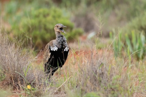 Red-crested Bustard (Lophotis ruficrista), adult, male, calling, alert, Mokala National Park, South