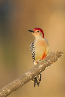 Red-bellied Woodpecker (Melanerpes carolinus), Florida, USA