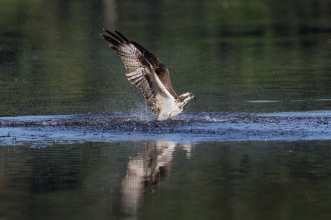 Fischadler, lat. Pandion haliaetus, erhebt sich nach dem Stoßtauchen von der Wasseroberfläche